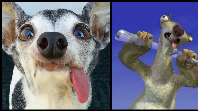 Perkenalkan Zappa, Anjing Mirip Tokoh Kartun Sid 'Ice Age'