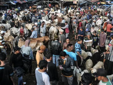 Suasana aktivitas jual beli hewan kurban di Pasar Hewan Jonggol, Kabupaten Bogor, Jawa Barat, Kamis (7/7/2022). Menjelang Idul Adha yang jatuh pada 10 Juli mendatang, pasar hewan terbesar se-Jabodetabek itu kian ramai dipadati oleh aktivitas jual beli hewan kurban seperti sapi, kerbau, dan domba. (merdeka.com/Iqbal S Nugroho)