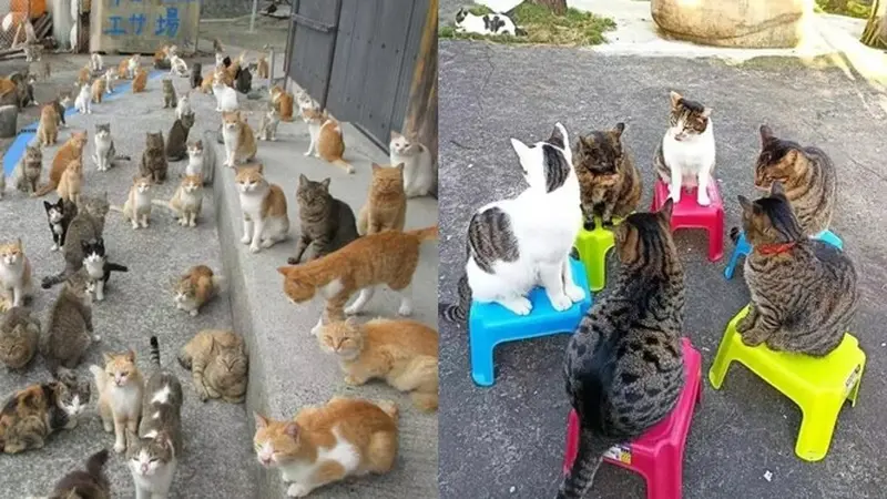 6 Potret Kucing Lagi Kumpul Ramai-Ramai, Jadi Sungkan Lewat