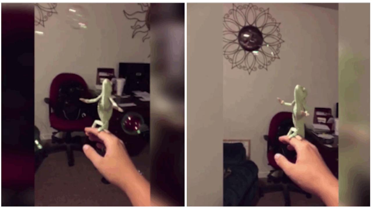 Perkenalkan Laura, Bunglon Si Penyuka Gelembung Sabun