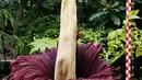 Bunga bangkai Titan Arum asal Sumatera, yang dipamerkan di taman botani, Brussels, Belgia, Kamis (28/7). Bunga bernama latin 'Amorphophallus titanum' itu menyedot perhatian wisatawan di sana. (REUTERS/Francois Lenoir)