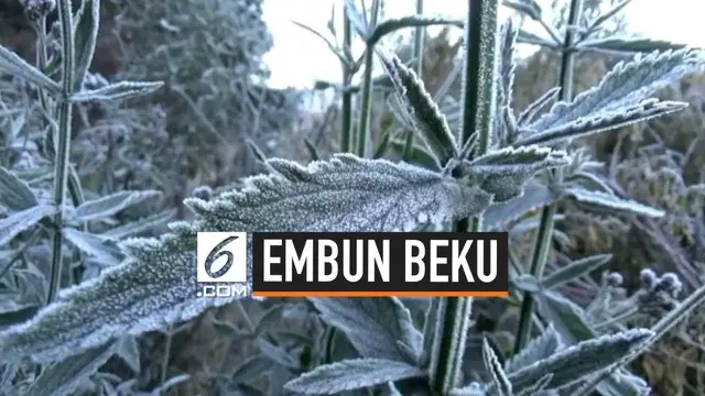 Fenomena embun beku terjadi di kawasan lautan pasir Gunung Bromo, Jawa Timur. Suhu minus 2 derajat Celcius tidak menyurutkan niat para pengunjung untuk melihatnya secara langsung.