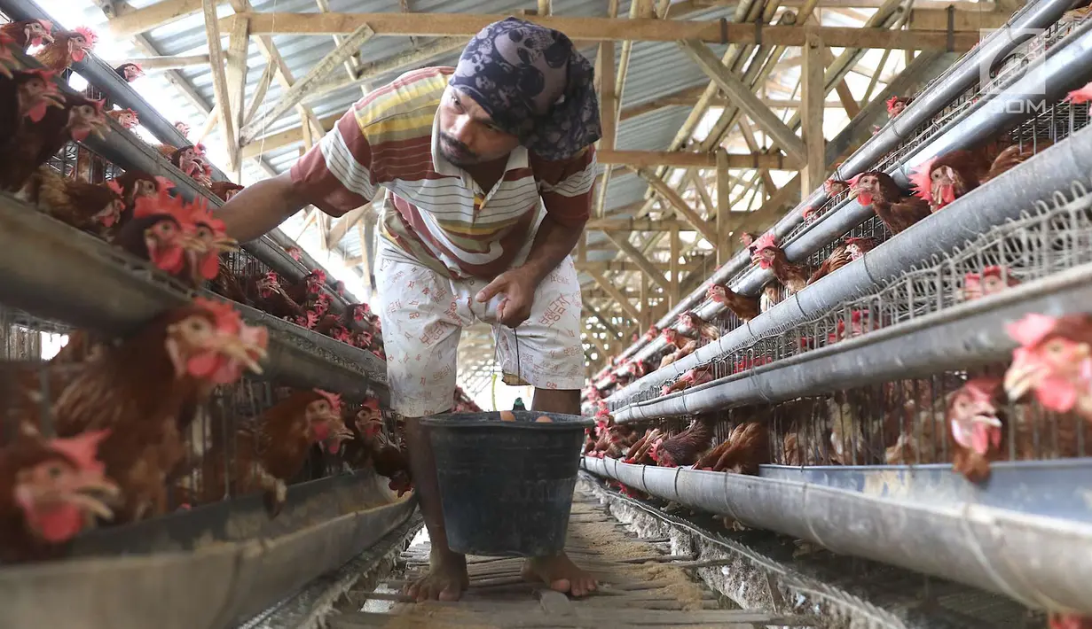 Pekerja mengumpulkan telur dari peternakan ayam di kawasan Depok, Jawa Barat, Senin (23/7). Tingginya harga telur ayam di pasaran karena tingginya permintaan saat lebaran lalu yang berimbas belum stabilnya produksi telur. (Liputan6.com/Immanuel Antonius)