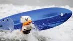 Ziggy, anjing ras american eskimo melompat dari papan seluncurnya saat dihempaskan ombak ketika mengikuti kompetisi surfing anjing Petco Unleashed ke-10 di pantai Imperial, California, 1 Agustus 2015. (REUTERS/Mike Blake)