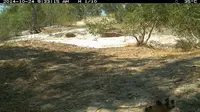 Burung hud-hud di Pulau Adolphus, Australia Barat. Kepala burung bisa dilihat di pojok kanan bawah foto. (Departmen Taman Nasional dan Satwa Liar Australia Barat)