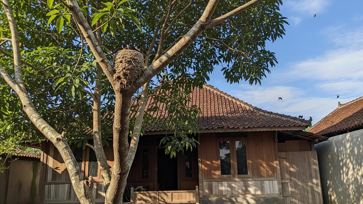 10 Tanaman yang Bisa Menarik Serangga untuk Pakan Walet, Kunci Sukses Budidaya Alami
