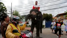 Seekor gajah membagikan pamflet jelang referendum, Ayutthaya, Thailand, Senin (1/8). Referendum konstitusi Thailand akan berlangsung 7 Agustus 2016. (REUTERS / Chaiwat Subprasom)
