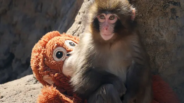 Kisah Punch Si Bayi Monyet Viral, Boneka Orang Utan IKEA Ludes Terjual di Berbagai Negara