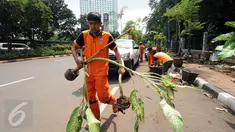Petugas PPSU mengangkut tanaman hias yang diperdagangkan di sepanjang trotoar Jalan Asia Afrika, Jakarta, Selasa (18/5/2016). Penertiban ini terkait revitalisasi trotoar dan persiapan menyambut Asian Games 2018 mendatang. (Liputan6.com/Helmi Fithriansyah)