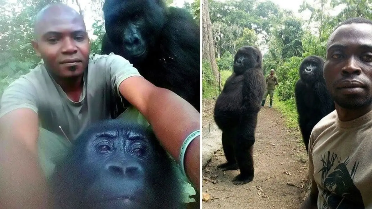 gorila bergaya seperti manusia saat selfie