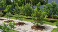6 Ide Kebun Buah Mini Belakang Rumah Tanpa Bikin Becek yang Mudah Ditiru