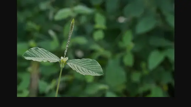 Daun Pelecut Kuda/hellosehat.com