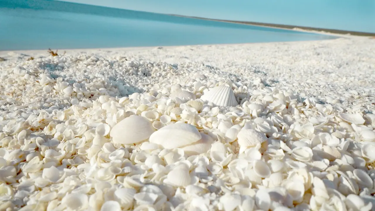 Shell Beach