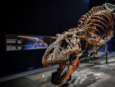 Gambar yang diambil pada 1 Juni 2018 menunjukkan kerangka dinosaurus Tyrannosaurus Rex di Museum Nasional Sejarah Alam Prancis di Paris. Trix yang punya banyak gigi tajam adalah kerangka Trex asli pertama yang dipajang di Prancis (AFP/STEPHANE DE SAKUTIN)