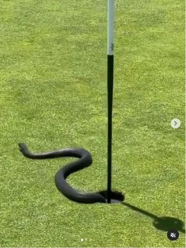 Ular Hitam Berbisa Ditemukan Melingkar di Lubang Golf, Bikin Histeris Pemain