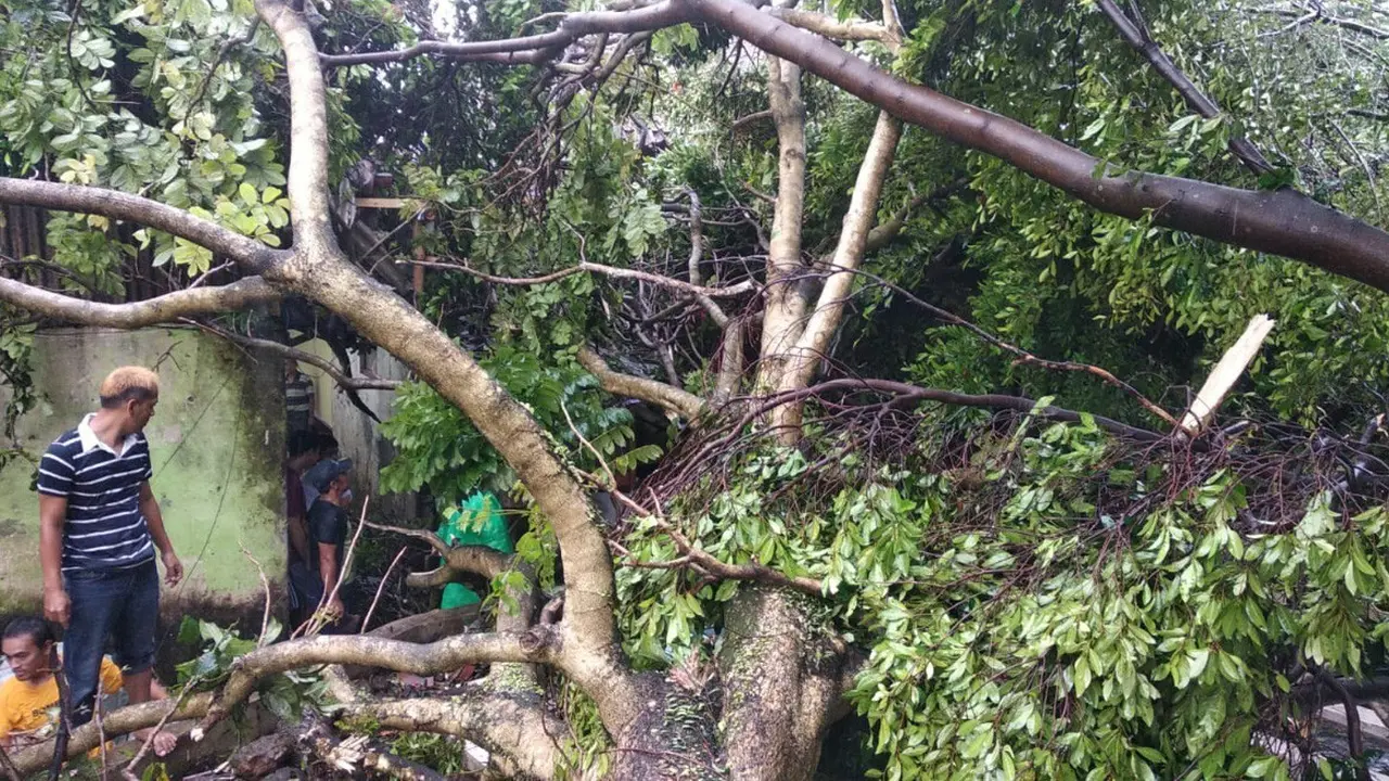 Rumah warga rusak tertimpa pohon