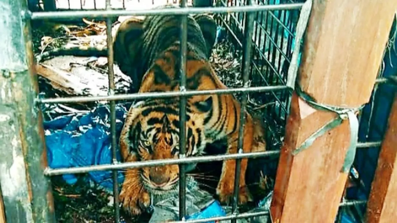 Harimau sumatra yang disebut sering memangsa manusia di Kabupaten Indragiri Hilir setelah ditangkap BBKSDA Riau.