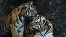 Dua ekor anak Harimau Bengal di penampungan hewan FURESA, Jayaque, San Salvador, Selasa (31/1). Empat anak harimau bengal, sebuah spesies yang terancam punah, berhasil lahir melalui persalinan normal. (AFP PHOTO/ Marvin RECINOS)