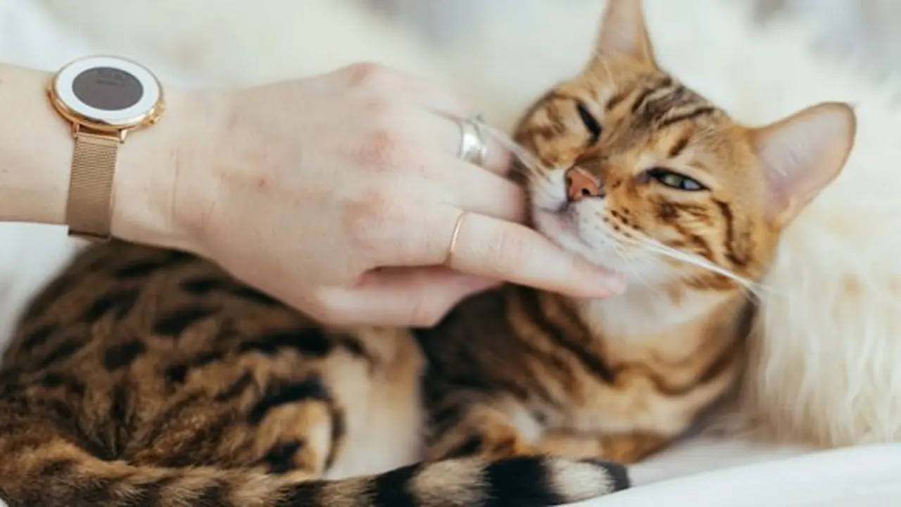 Memelihara kucing/copyright Unsplash.com/Paul Hanaoka
