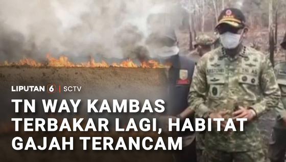 Karhutla Way Kambas Meluas, Api Ancam Jalur Perlintasan Gajah