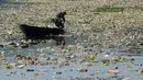 Warga menggunakan perahu untuk memilah sampah plastik di aliran Sungai Citarum, Bandung, Jawa Barat, Rabu (26/6/2019). Berbagai upaya dilakukan pemerintah untuk membersihkan sungai yang menyandang predikat salah satu tempat paling tercemar di dunia ini. (Timur Matahari/AFP)