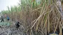Aktivitas petani tebu di Desa Betet, Pesantren, Kediri, Jatim pada akhir September lalu. Pada tahun 2018, stok gula konsumsi surplus 2,4 juta ton dengan rincian stok sisa akhir tahun 2017 sebesar 1 juta ton. (Merdeka.com/Iqbal S. Nugroho)
