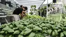 Warga melakukan perawatan tanaman di kebun sayur hidroponik Gang Hijau RT 007/008, Kelurahan Cipinang Besar Utara, Jakarta, Rabu (9/9/2020). Dalam menghadapi pandemi Covid-19, warga di permukiman tersebut membangun kebun sayuran hidroponik di atas aliran kali. (merdeka.com/Iqbal S. Nugroho)