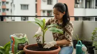 8 Cara Menanam Pisang di Pot Tanpa Kebun, Cepat Tumbuh dan Berdaun Rimbun