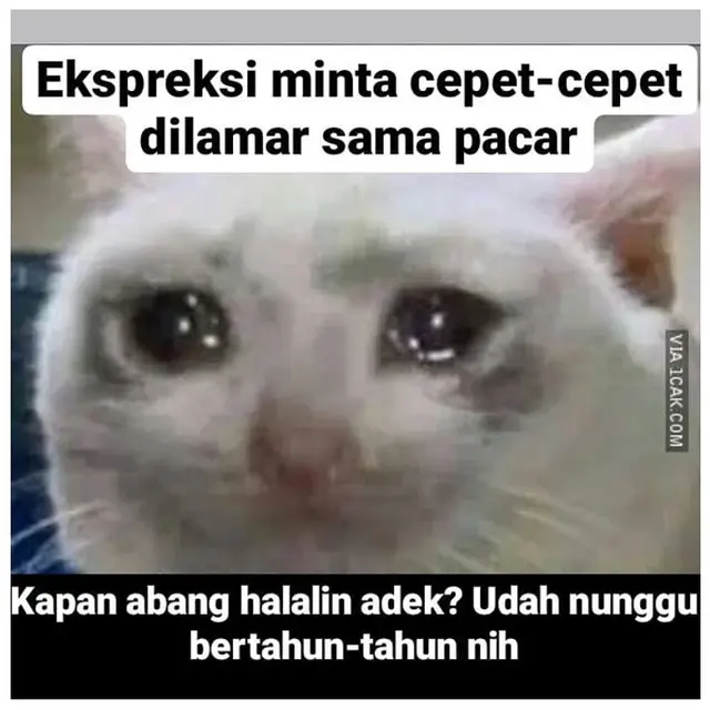 7 Meme Kucing Romantis Minta Dinikahi Ini Bikin Senyum Sendiri