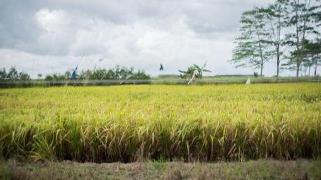 Ilustrasi pengolahan rawa menjadi pertanian.