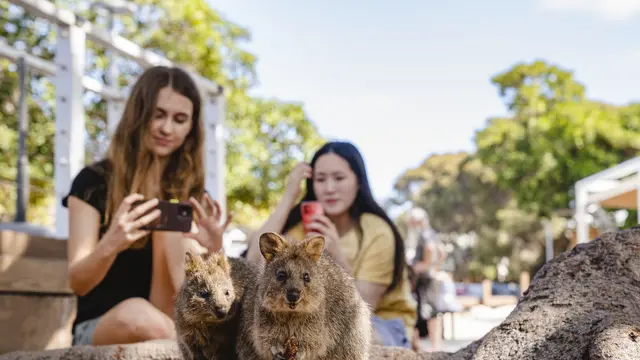 Rottnest Island menjadi destinasi wajib saat berlibur ke Perth