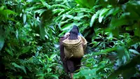 Ilustrasi hutan lebat  (AP Photo/Rodrigo Abd)