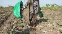 Petani tembakau asal Desa Tobungan Kecamatan Galis, Pamekasan Jawa Timur. Foto: (Dian Kurniawan/Liputan6.com)