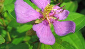 Manfaat Daun Senduduk untuk Kesehatan/wikipedia.com