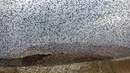 Gambar pada 2 Januari 2020 memperlihatkan migrasi burung jalak terbang berkelompok sebelum hinggap untuk beristirahat di wilayah Jordania, Tepi Barat. Fenomena ini disebut murmuration, yakni ketika kawanan besar burung migran membentuk pola penerbangan. (MENAHEM KAHANA/AFP)