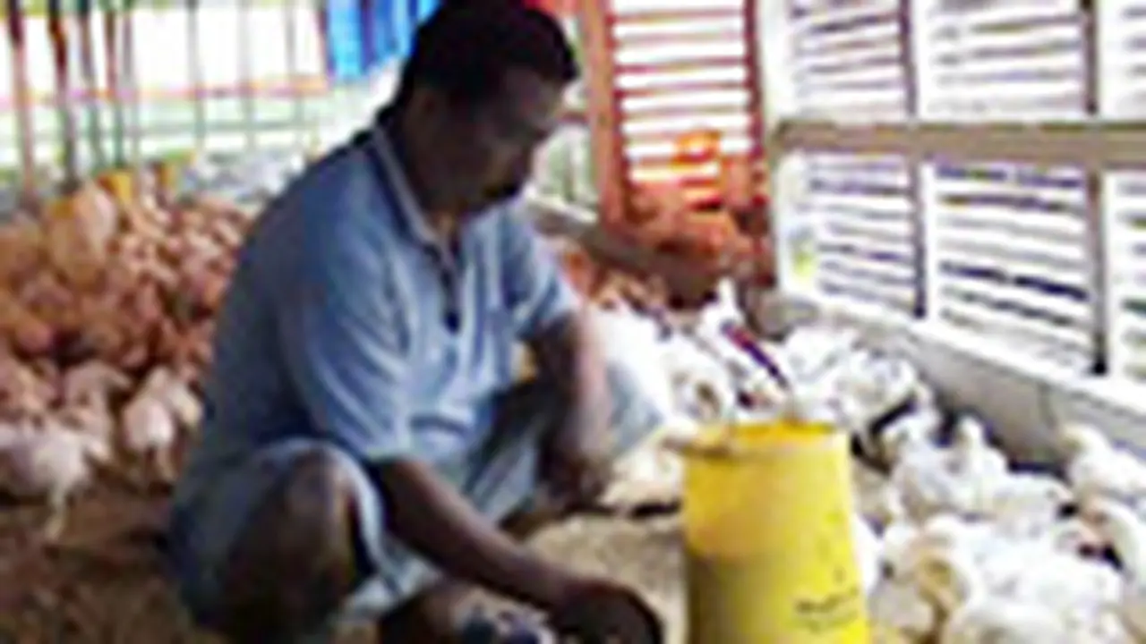 Peternak Ayam Sumenep Terancam Gulung Tikar