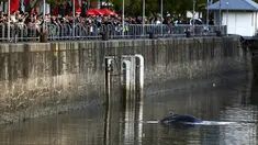 Warga melihat ikan paus yang terdampar masuk ke Pelabuhan Puerto Madero, Buenos Aires, Argentina, Senin (3/8/2015). Peristiwa tersebut sempat menjadi perhatian warga yang berada di sekitar pelabuhan tersebut. (REUTERS/Marcos Brindicci)