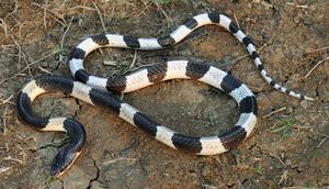 Ular Weling (Bungarus candidus). Foto: Wikimedia