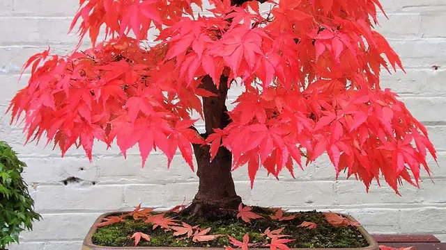 [Bintang] Meski Mini, 10 Bonsai Ini Bikin Rumahmu Indah Kayak Taman Surgawi
