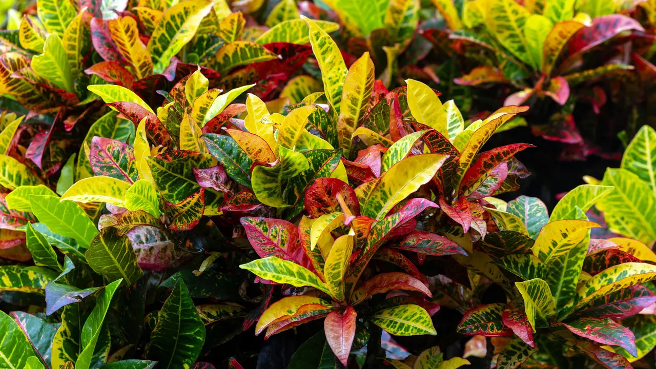 Mengenal Tanaman Puring, Tanaman Hias Cantik yang Dipercaya Kaya Manfaat Herbal