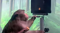 Seekor monyet bernama Pager memainkan gim Pong menggunakan otaknya, karena otak monyet tersebut sudah ditanami chip oleh perusahaan Elon Musk (Foto: Neuralink/ BBC).