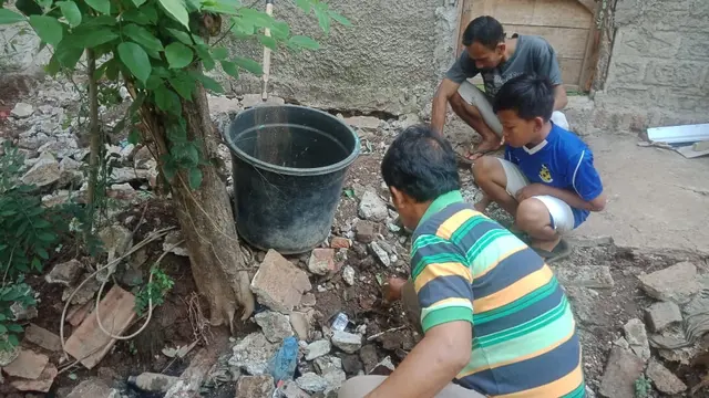 Warga Dusun Telar, Waringin Karya, Lemah Abang Wadas, Karawang, menemukan sekitar 18 ekor anak dan induk ular kobra yang keliaran dibelakang rumah.