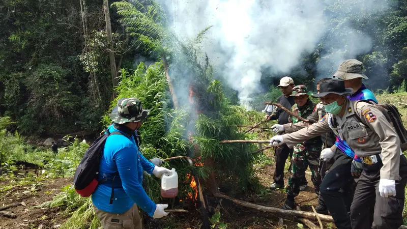 ladang ganja