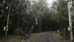 Akses jalan menuju Dusun Sogra yang dipenuhi pohon tumbang dan abu vulkanik di Desa Sebudi, Karangasem, Bali, Minggu (3/12). (Liputan6.com/Immanuel Antonius)