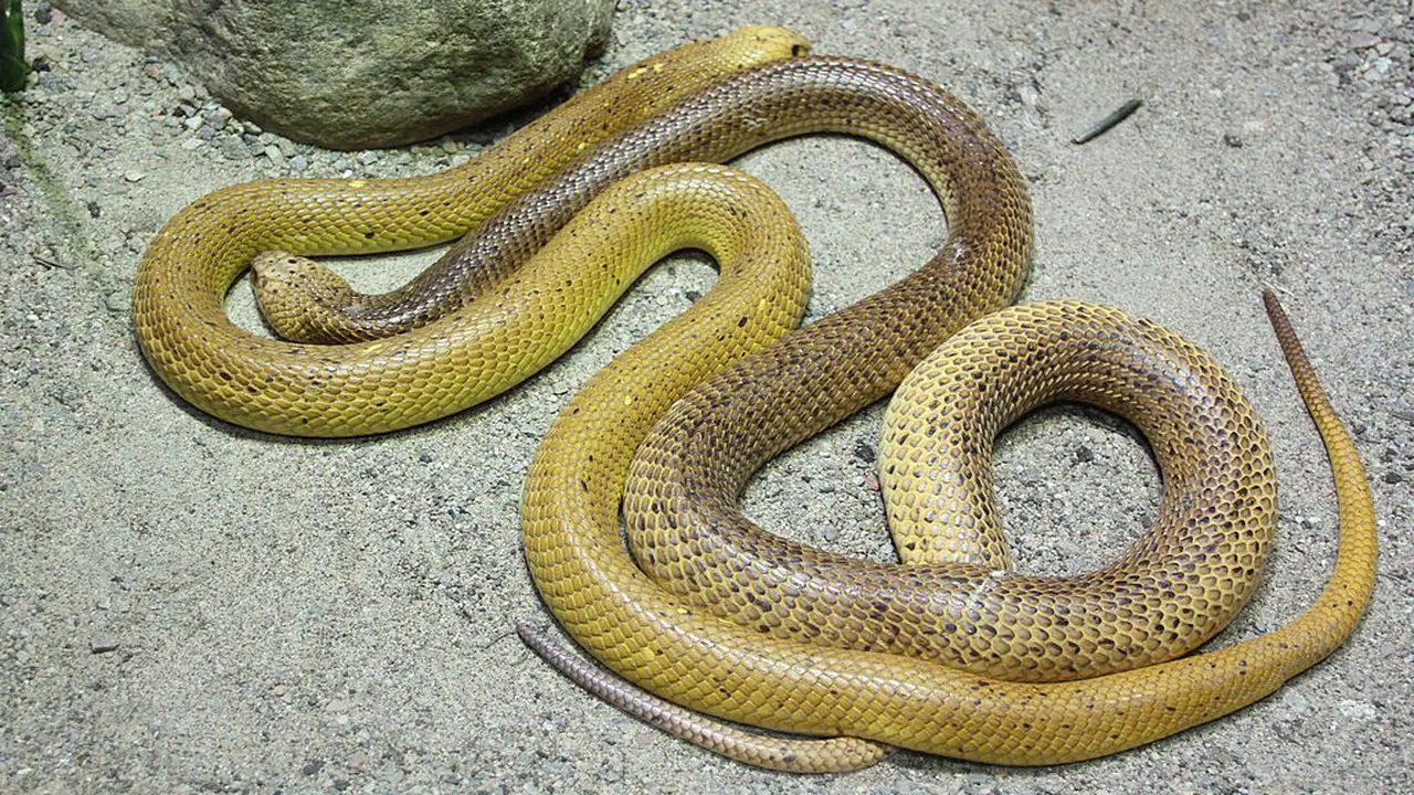 Ular kobra jenis Cape Cobra