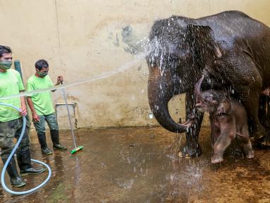 Keeper memandikan induk gajah betina bernama Nina dan bayi gajah bernama Covid, yang berusia 1 bulan di Taman Safari Indonesia Cisarua, Bogor, Jawa Barat, Rabu (27/5/2020). Bayi Gajah Covid yang lahir pada Selasa (28/4) mendapat perawatan rutin selama pandemi. (Liputan6.com/Fery Pradolo)