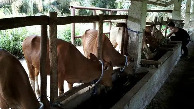 Penggemukan Sapi di Jambi