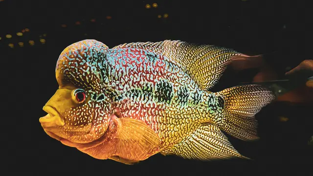 Ilustrasi Louhan (Flowerhorn Cichlid)