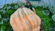 Oliver Langheim menunjukkan labu miliknya di dalam rumah kaca di Fuerstenwalde, Jerman, Kamis (21/9). Labu raksasa ini memiliki bobot sekitar 550 kilogram. (AFP PHOTO / Patrick Pleul)