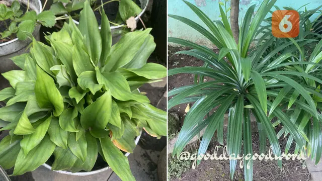 Daun Pandan Wangi  (Foto: x.com/gooddaygoodword)
